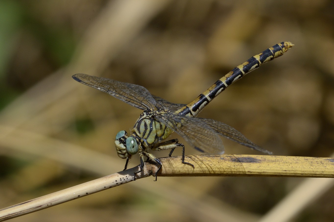 Onychogomphus forcipatus unguiculatus,  femmina